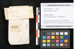 Foto (Objekt + Etikett) von Fagus feroniae Unger (NHMW-GEO-2024-0188-8117)